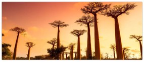 Obraz - Západ slnka v uličke Baobab (120x50 cm)