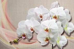 Samolepiaca tapeta biela orchidea na plátne - 300x200