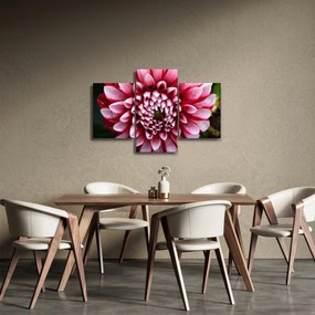 Obraz ružovej Dahlie (90x60 cm)