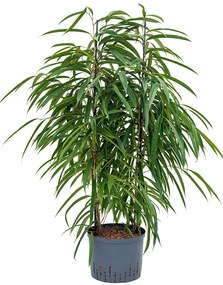 Ficus alii 2pp 25/19 v.120 cm