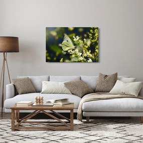 Obraz motýľa (90x60 cm)