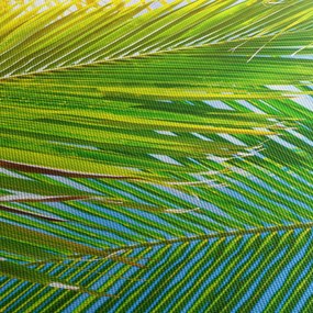 Obraz - Palmové listy (150x105 cm)