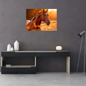 Sklenený obraz - Kôň v západe slnka (70x50 cm)