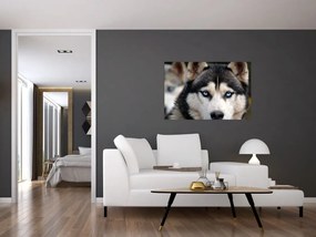 Obraz psa husky (90x60 cm)