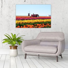 Obraz tulipánové farmy (90x60 cm)