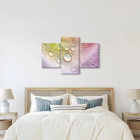 Obraz - Kvapky rosy (90x60 cm)