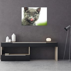 Sklenený obraz oblizujícího sa mačiatka (70x50 cm)