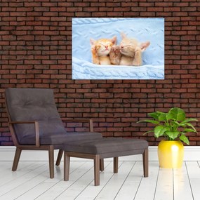 Obraz - Spiace mačiatka (90x60 cm)