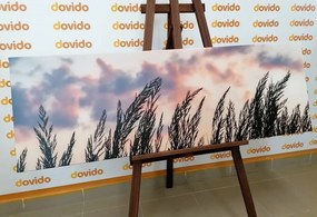 Obraz klásky dlhej trávy - 150x50