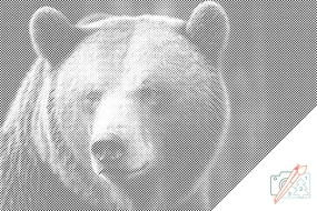 Gario Bodkovanie Medveď grizzly Rozmery: 40 x 60 cm, Rámovanie: Iba zrolované plátno, Farba bodiek: Čierna