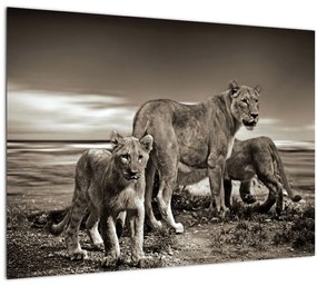 Sklenený obraz čiernobielych levov (70x50 cm)