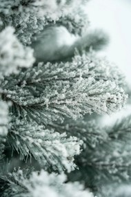 Limpol Jedľa Eliza 1,80 m zasnežená