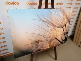 Obraz púpava na poli pri východe slnka