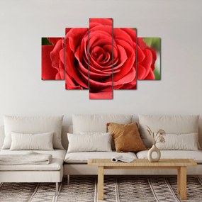 Obraz kvetu ruže (150x105 cm)