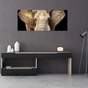 Obraz - Slon africký (120x50 cm)
