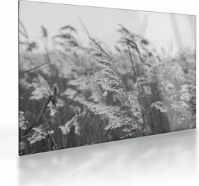 Sklenený obraz - Tráva vo vetre (70x50 cm)