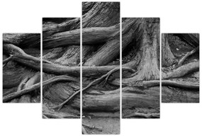 Obraz - Korene stromu (150x105 cm)