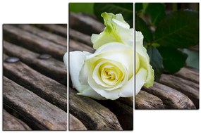 Obraz na plátne - Biela ruža na lavici 1224D (150x100 cm)