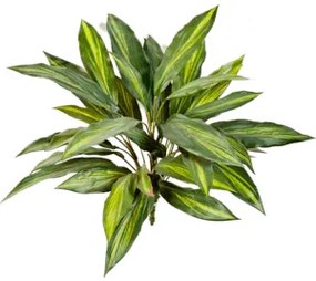 Dracaena Bush 48 cm