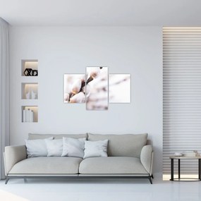 Obraz - Vetva mačičky (90x60 cm)