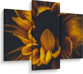 Obraz - Slnečnica v čiernom pozadí (90x60 cm)