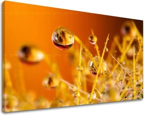 Obraz na stenu RASTLINY RA002E11