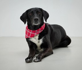 Šatka na krk pre psy