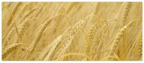 Obraz - Jačmeň (120x50 cm)