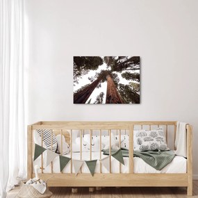 Obraz - Pohľad skrz koruny stromov (70x50 cm)