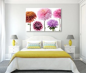 Obraz kvety dálie v rôznofarebnom dizajne - 120x80