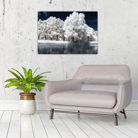 Sklenený obraz - Snehobiele stromy (70x50 cm)