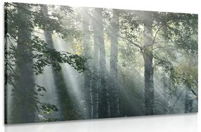 Obraz slnečné lúče v hmlistom lese - 120x80