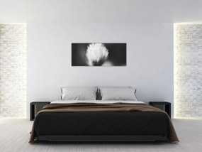Obraz - Čiernobiely cottongrass (120x50 cm)