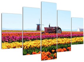 Obraz tulipánové farmy (150x105 cm)
