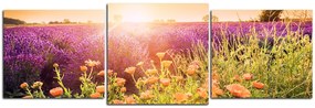 Obraz na plátne - Levanduľové pole zaliate slnkom - panoráma 565D (120x40 cm)