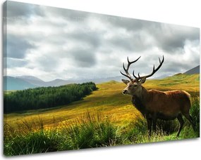 Obraz na stenu ZVIERATÁ ZV040E11