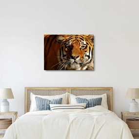 Obraz tigra (70x50 cm)