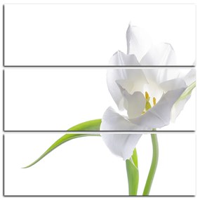 Obraz na plátne - Tulipán - štvorec 381C (105x105 cm)