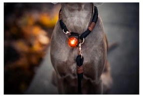 LED svetlo na obojok Amber – Orbiloc