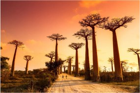Obraz - Západ slnka v uličke Baobab (90x60 cm)