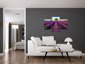 Obraz - Levanduľové pole (90x60 cm)