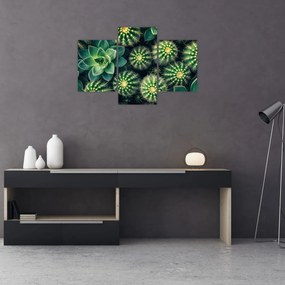 Obraz - Kaktusy (90x60 cm)