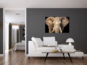 Obraz - Slon africký (90x60 cm)