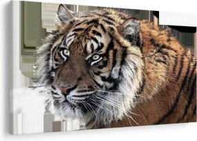 Obraz tigra (90x60 cm)