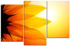 Obraz na plátne - Slnečnica kvet 1201D (120x80 cm)