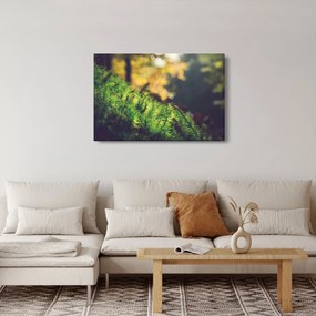 Obraz machu s hubou (90x60 cm)