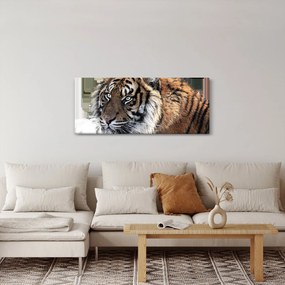 Obraz tigra (120x50 cm)