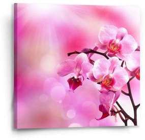 Sablio Obraz Kvety orchidey - 50x50 cm