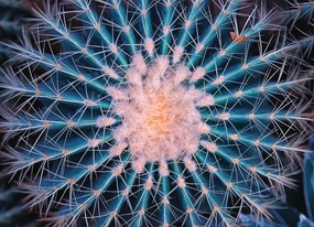 Manufakturer -  Tapeta Kaktus