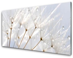 Skleneny obraz Púpava rastlina 125x50 cm